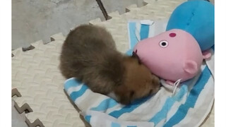 睡觉时从垫子上滑下来小狗，迷迷糊糊地爬回去靠着玩偶继续睡，呜呜呜太可爱了