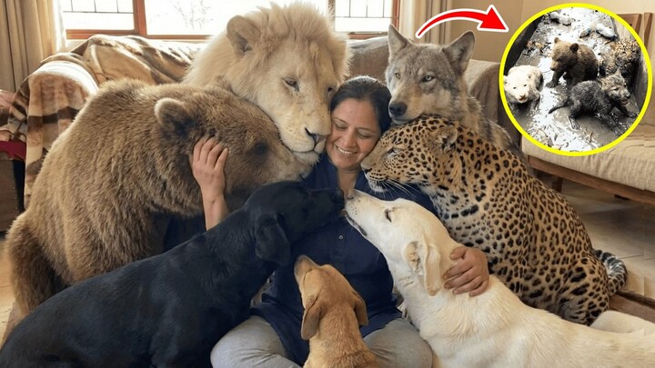 Rescuing Albino Lion, Bear, Wolf & Leopard Cubs from a Drain – 7 Years Raising Them at Home