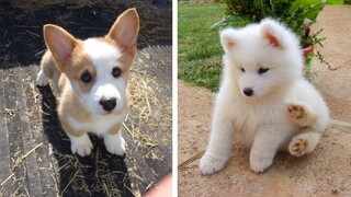 These Puppies Are So Adorable!😋 See What Funny Actions They Are Doing 😍😋| Cute Puppies