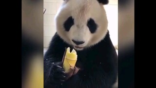 ASMR panda memakan rebung (Perutku jadi lapar...)