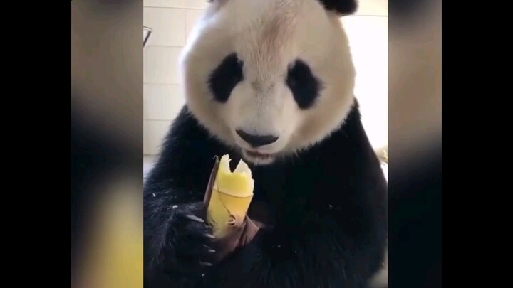 Livestream of pandas eating with quality audio ( the sound is making me hungry!)