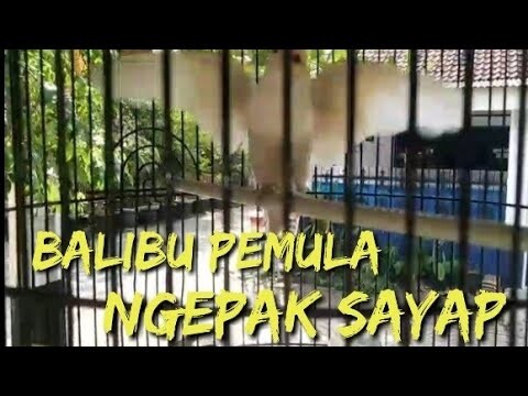 Pancingan Lovebird ngekek balibu ngepak sayap