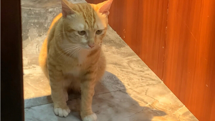 Đang ăn ở nhà hàng món Hoa Đông Bắc thì bị chú mèo mướp nhà họ dòm ngó…