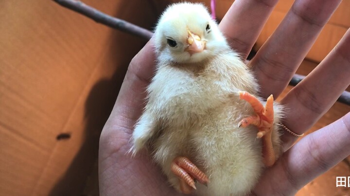 Newly hatched chicks are so cute and adorable! There’s a reason why these chickens are so beautiful.