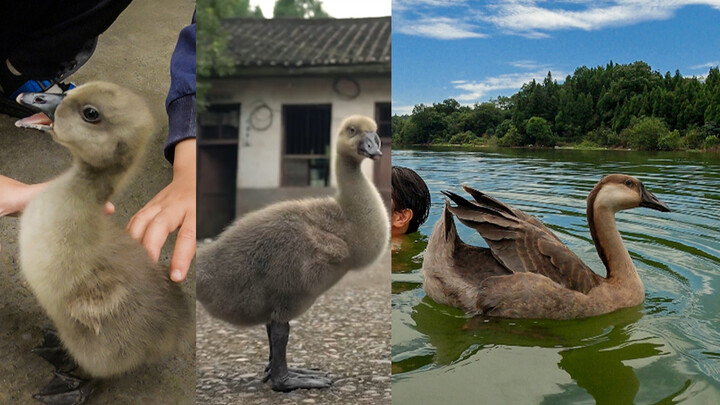 【Hướng Thiên Ca】Ký sự nuôi dưỡng côn đồ làng mạc