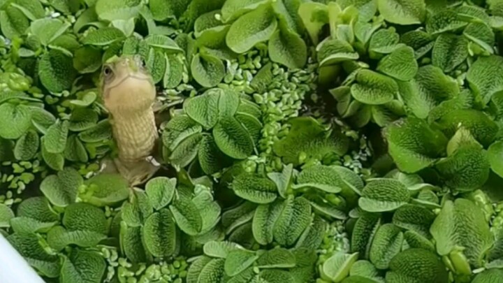 Bath Tub Water Monster Spotted!