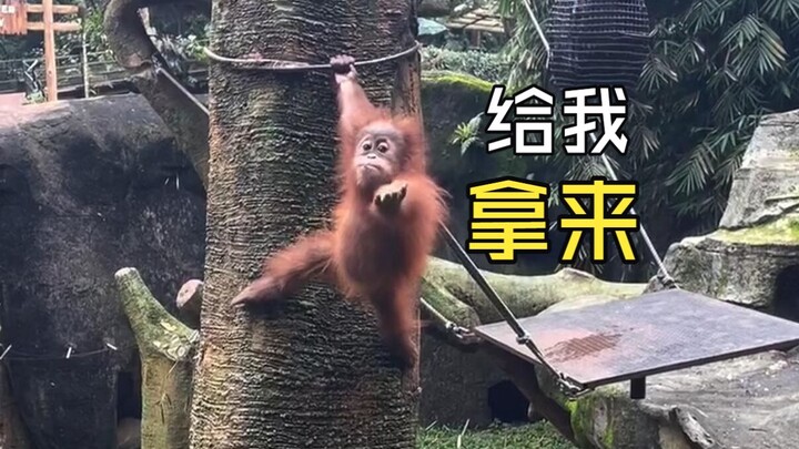 Animal videos that lift your spirits!