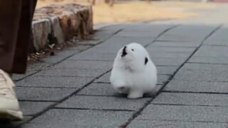 以防你没听过小小小小小小小狗叫