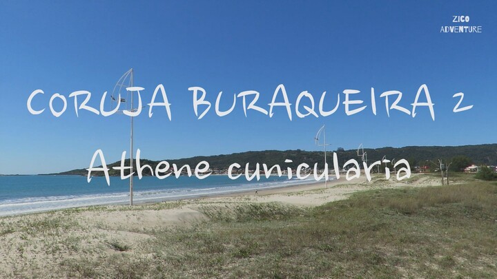 Coruja Buraqueira 2 Athene cunicularia ZiCoAdventure