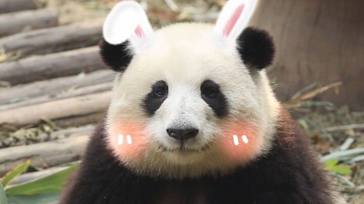 Giant Panda and Hua: Chew~ Sorry for being this cute~