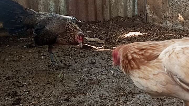 yosiline vs Gilmore hatch