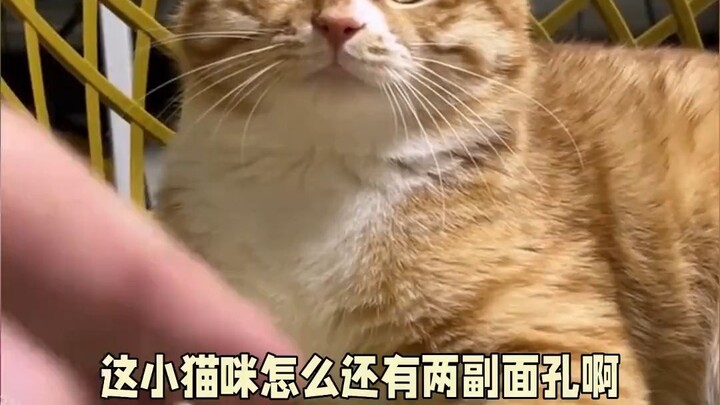Chú mèo con còn có tới hai bộ mặt: với chó thì thẳng tay “ra tay”, quay lại nhìn chủ lại lập tức hóa