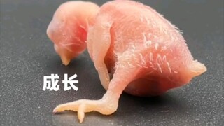 小鹦鹉的成长过程