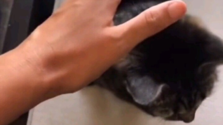 Cat: Can’t I just do it myself?