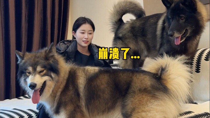 When a friend sent two wolves to my house...
