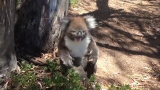 ماذا تفعل الكوالا إذا خسرت في عراك؟