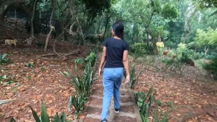 Exploring the Jungle | A Peaceful Nature Vlog