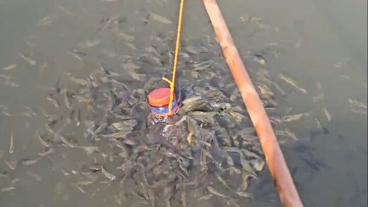 Angler: Isn't this thing a hundred times better than a fishing rod?