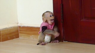Super Cute Baby Monkey!! Maku Cry Loudly angry Mom Not Play With Him