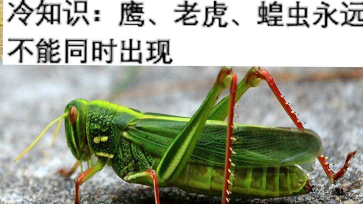 Kiến thức lạ: Đại bàng, hổ và châu chấu cả đời không thể ở cùng nhau nữa