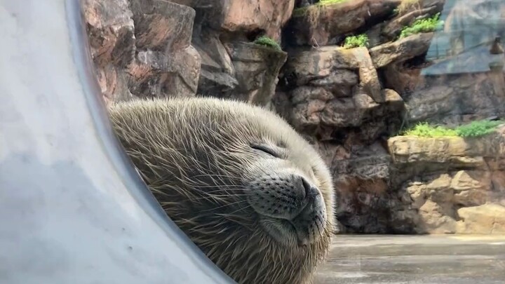 一下就睡着了的豹豹