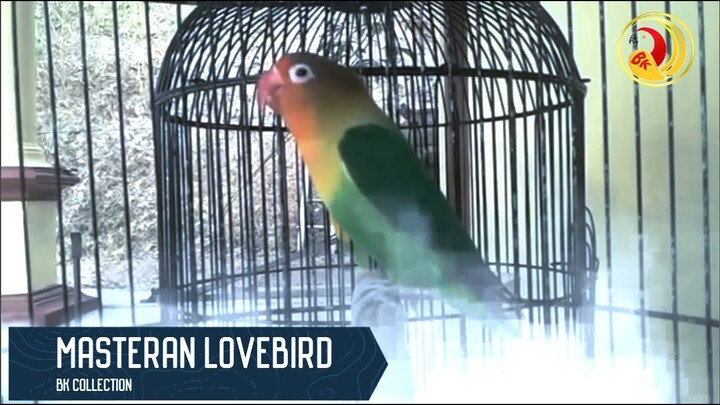 Masteran Ampuh Buat Mancing Lovebird Bisu Biar Fighter