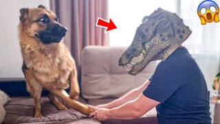 Funny Animal Videos: Pets That Got The Wrong Idea  | Pets Island