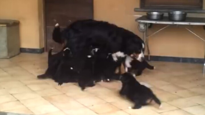 Bernese Mountain Dog Mom Running Around the Yard, Driven Crazy by Her Own Pups