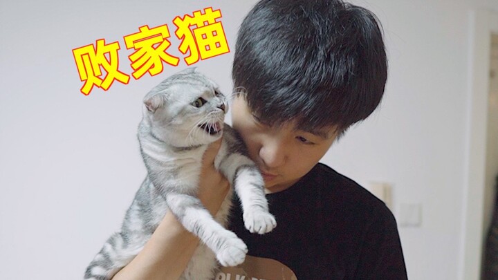 Mengurus kucing di Shanghai butuh biaya 100 ribu? Atau bahkan 1 juta? Setelah jadi konten kreator, p