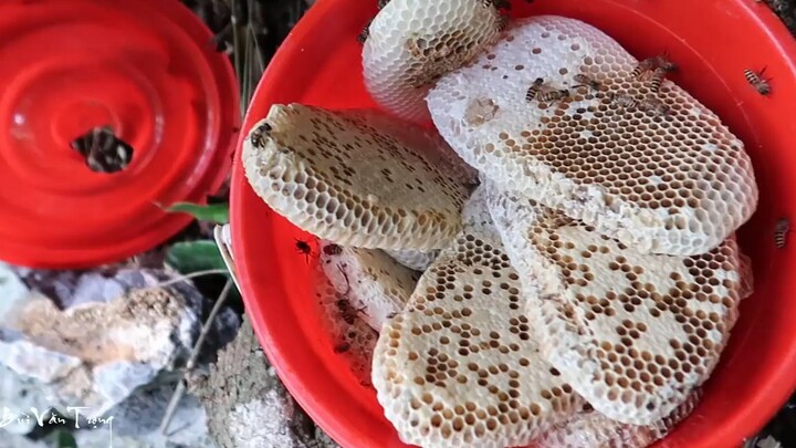 May Mắn Gặp Được Tổ Ong Khủng Đầy Một Xô Mật ✯ Đi Lấy Mật Ong Rừng (tập 1)