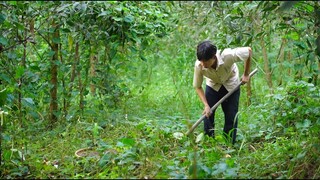 Vào Rừng Đào Khoai Mỡ Về Làm Bánh Khoai Mỡ Chiên, Tụi Nhỏ Vui Mừng