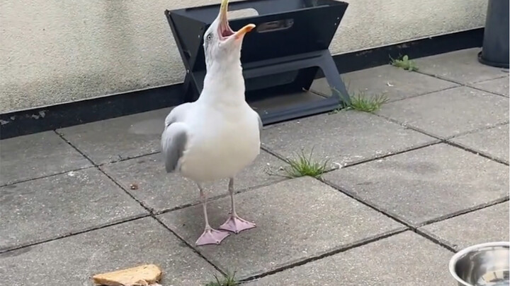 النورس: الفرح والغضب أصبحا واضحين للجميع فورًا، أليس كذلك؟