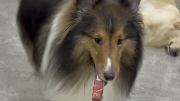 تأكيد من بابا