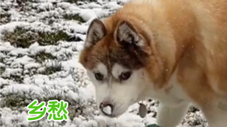 用我们南方罕见又盛情的小雪，欢迎来自西伯利亚的客人