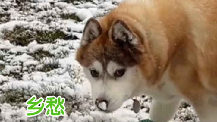 用我们南方罕见又盛情的小雪，欢迎来自西伯利亚的客人