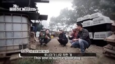 Dogs are Incredible Ep 3.2