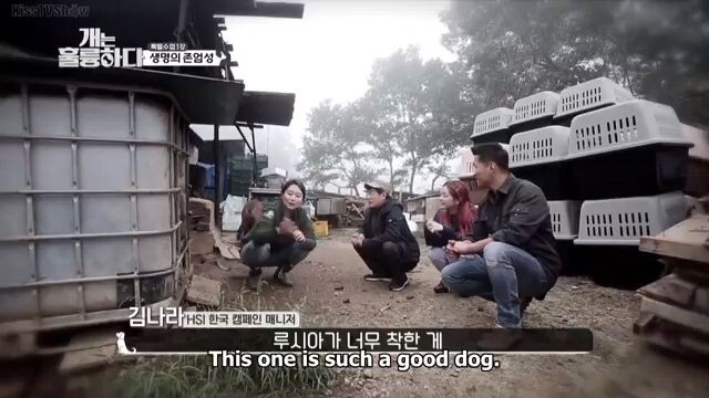 Dogs are Incredible Ep 3.2