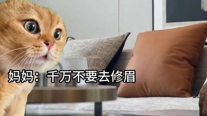 【Meme mèo】Mẹ ghét đi tỉa lông mày và tôi cuối cùng vẫn phải đi tỉa lông mày