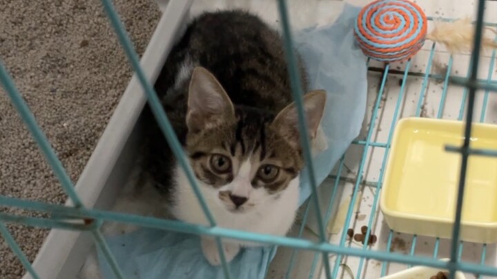 Tôi ôm mèo con vào lòng dỗ dành, rồi quay đầu lại thấy chú mèo lang thang ở bệnh viện đang nhìn chún