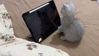 Anak kucing itu suka bermain dengan tablet. Setiap kali tikus itu menghilang, ia akan melihat ke bel