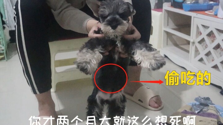 This two-month-old Schnauzer has already learned to sneak dog food and stuffed its belly so full it’
