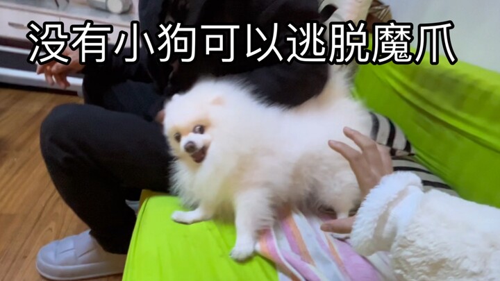 Meski si kecil anjing kerap dimain-mainkan, ia tetap memiliki pikiran sendiri.