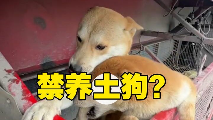 Why should Chinese native dogs be banned from being kept?