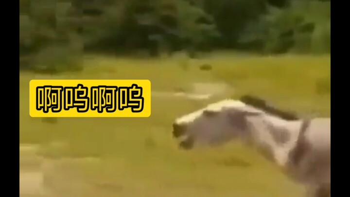 Nhìn thôi đã thấy đau cho Khôn Khôn rồi!