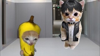 香蕉猫为了与娃娃丢决斗，苦练铁头功！