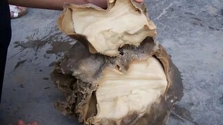 Thịt Linh Chi (Thái Tuế) rốt cuộc là thứ gì vậy?