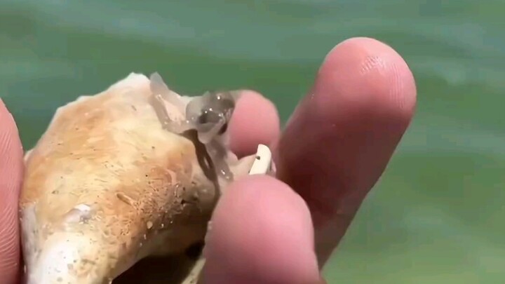 พี่ชายไปเก็บของทะเลแล้วได้ปลาหมึกตัวน้อยน่ารักมาตัวหนึ่ง พอนำกลับไปเลี้ยง กลับได้รับเซอร์ไพรส์พิเศษ