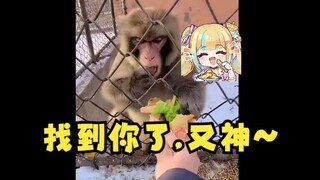 【又一】主包是猴的又一铁证！又神，找到你了~🐒