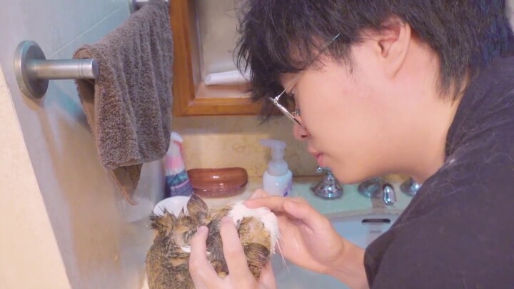 Cùng lúc tắm cho hai chú mèo chân ngắn, một con khóc, một con đứng nhìn, cảnh tượng thật dễ thương!