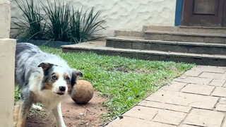 Bertemu anjing berbagi di Brasil, memang pantas disebut Dr. Bian, komunikasi tanpa hambatan bahasa